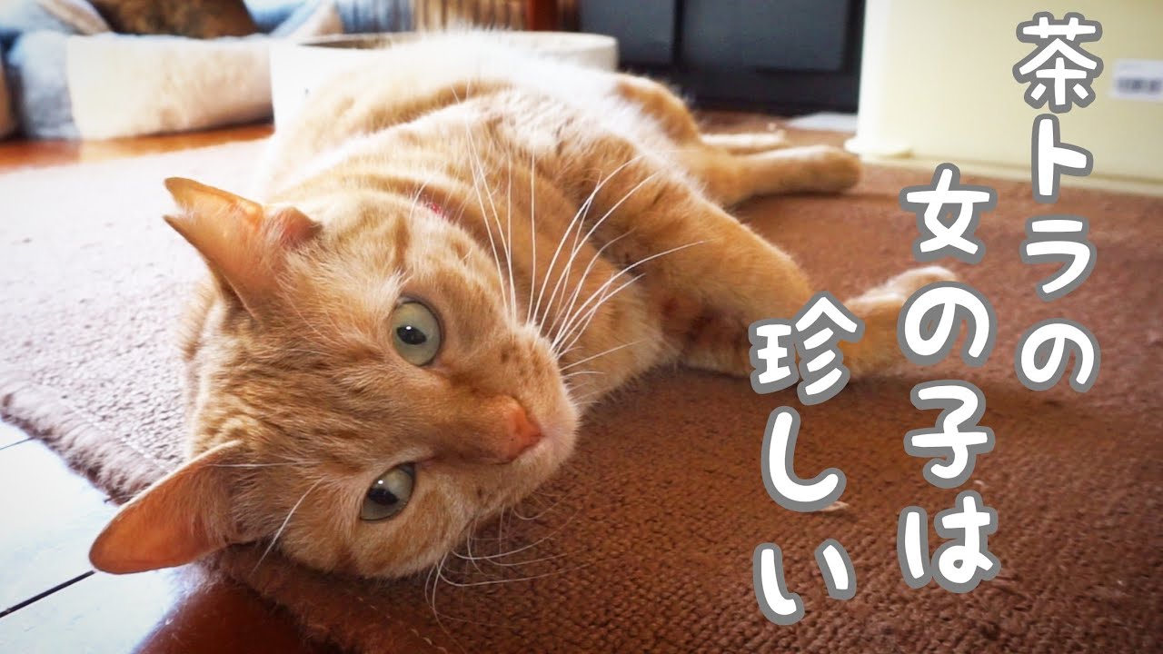 【多頭飼い猫】茶トラのメスは珍しいらしい