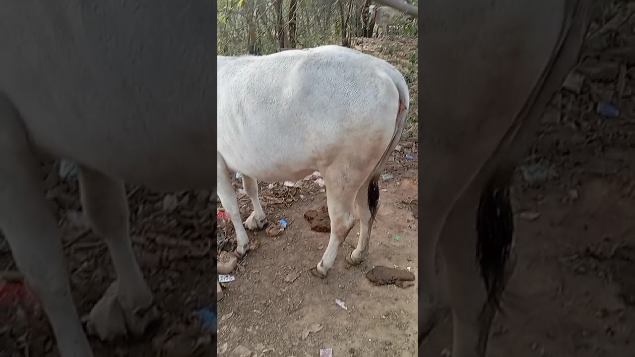 My daily life cow routine