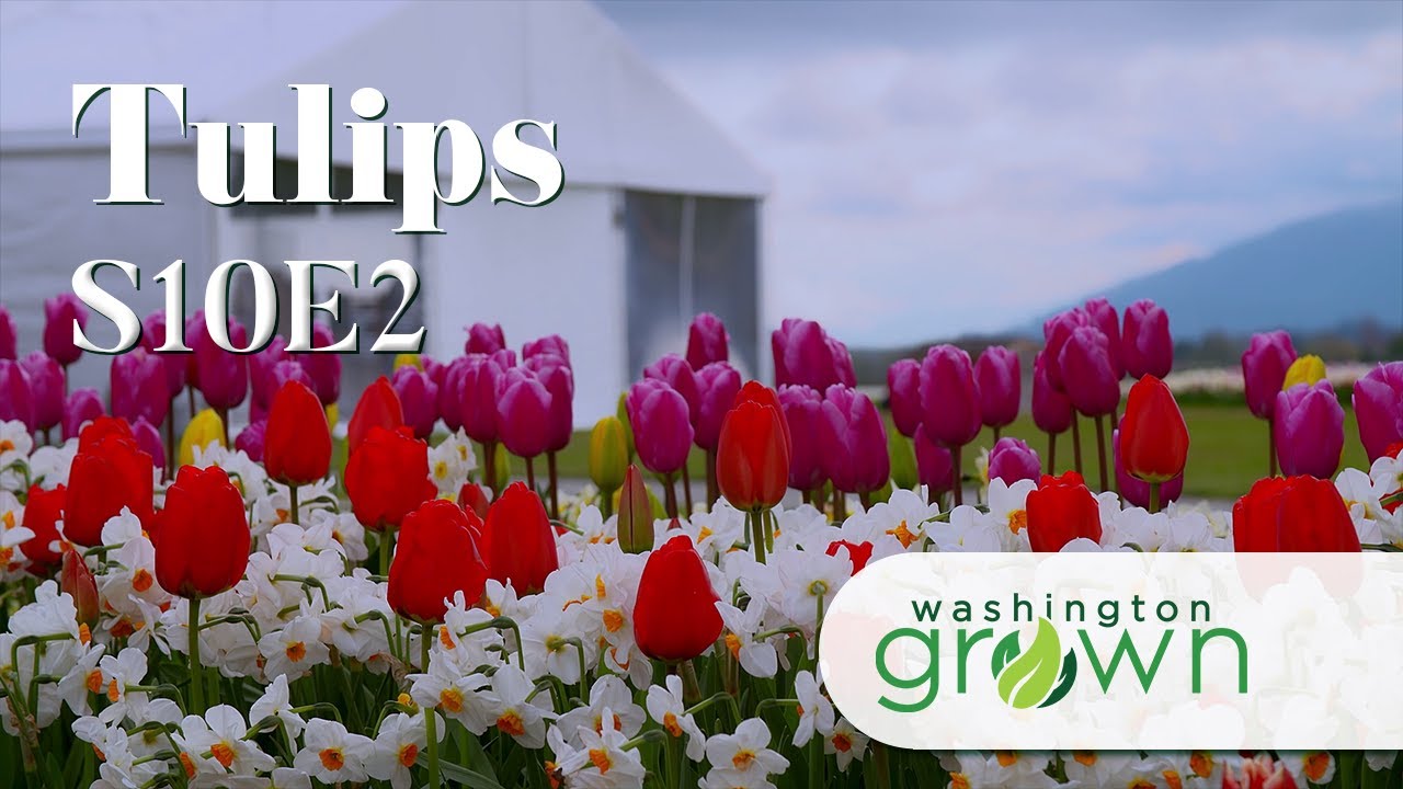 Tulips & Flowers | Washington Grown | S10E2