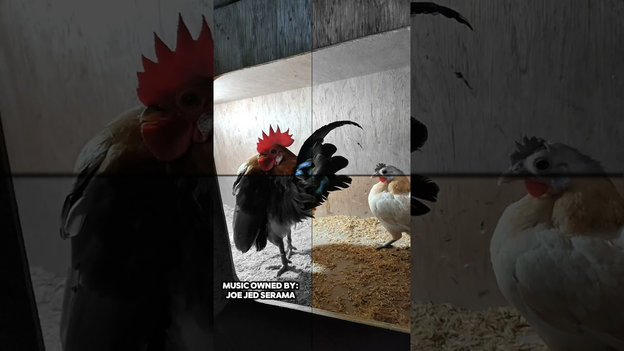 My official Music 🎶 #serama #malaysianserama #seramachicken #fancychicken