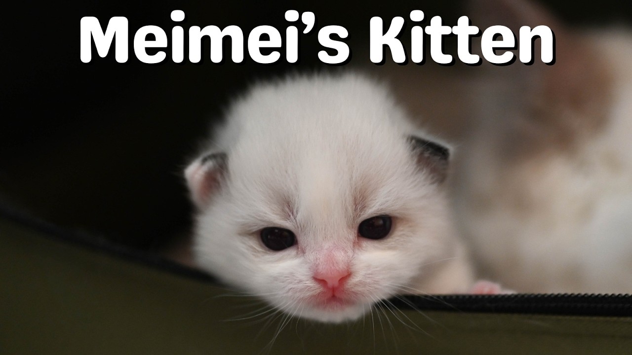 Ragdoll Cat Mother and her Only Kitten | So Cute