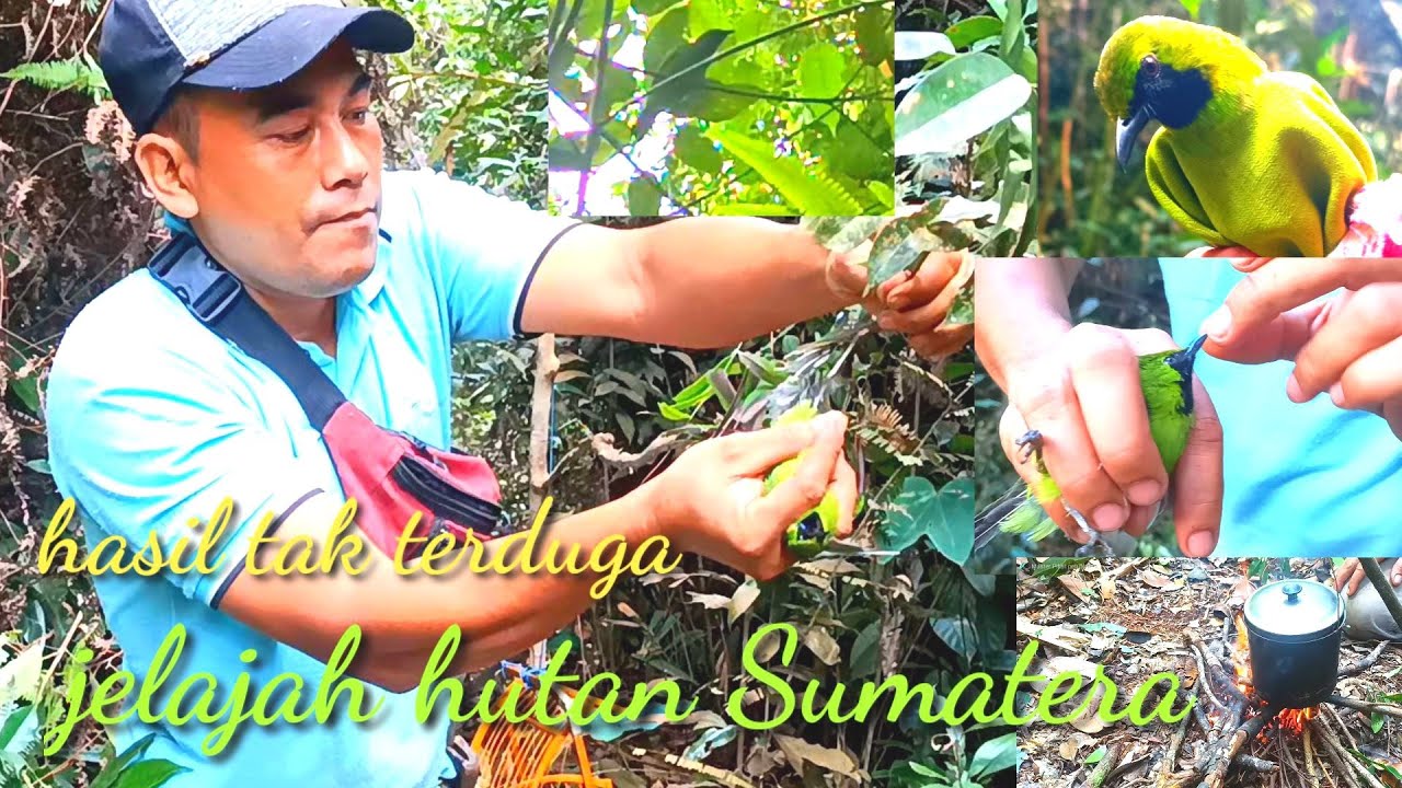 TERJEBAK HUJAN DI TENGAH HUTAN SAAT MIKAT BURUNG CUCAK IJO/POIN BERTUBI-TUBI