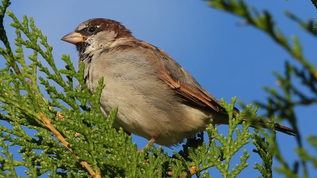Vrăbia (Passer domesticus) 21 09 24
