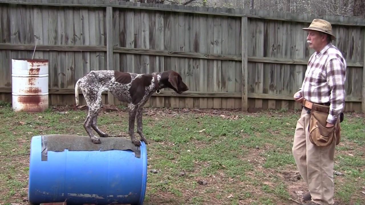 Positive Gun Dog Training (Molly) - Barrel Placement Training for Whoa and Steady - 3 1 17