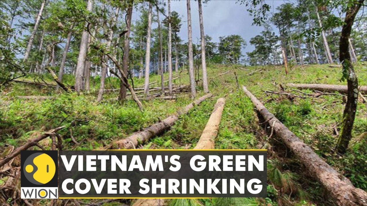 Vietnam's green cover shrinking as it loses 3 million hectares of trees | WION Climate Tracker