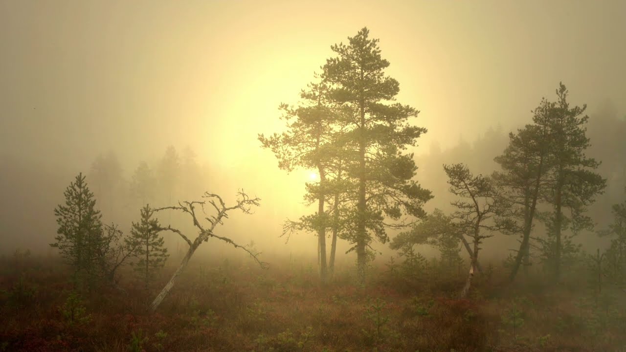 Daybreak (H. Taylor - F.S. Breville -Smith) - P.M. Adamson