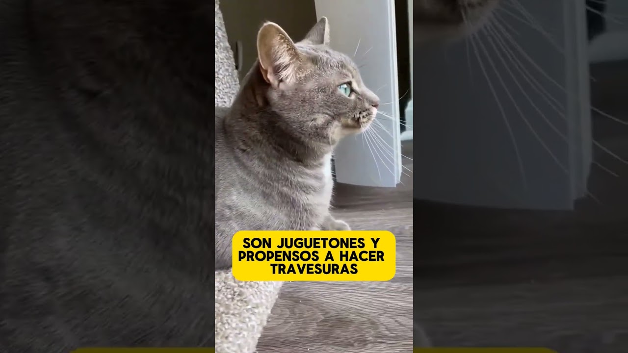 El color del pelaje de los gatos revela su personalidad #gatos#curiosidad#pelaje#personalidadgatuna