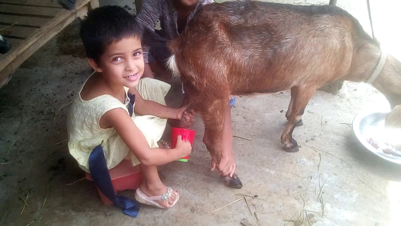 Goat milk, Duck and Hen eggs collection by 3 years baby 2021 Asrafunnesa Rajib