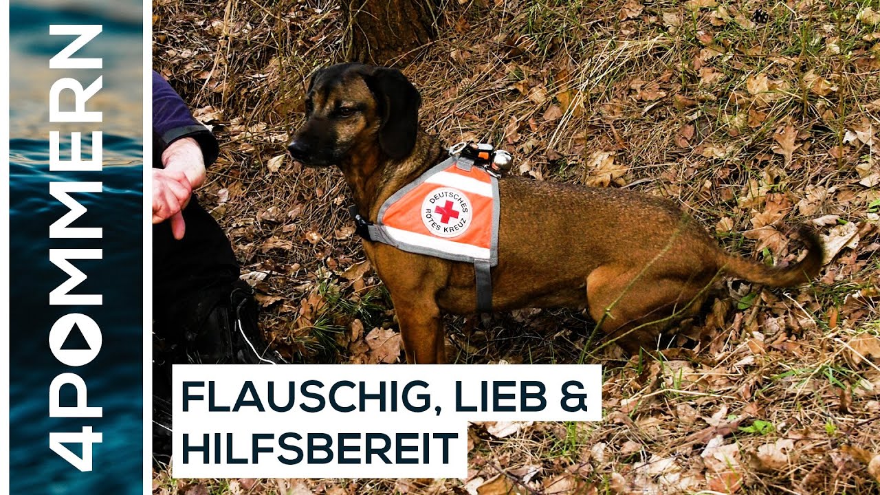 DRK-HUNDESTAFFEL – Rettung dank Schnüffelnase | Usedom  TV