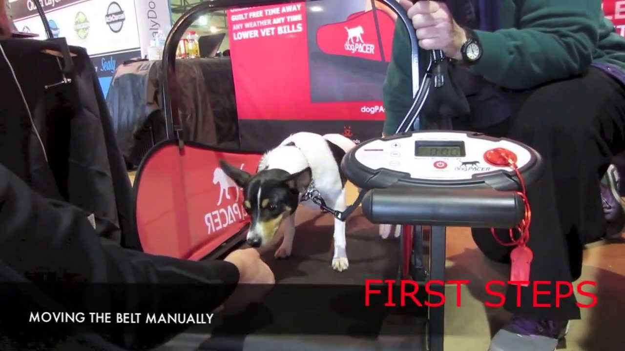 Every dog can run on dogPACER treadmill