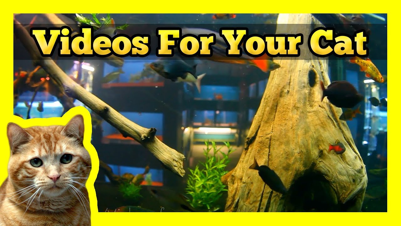 Videos for your Cat - Amazonian Fish Tank