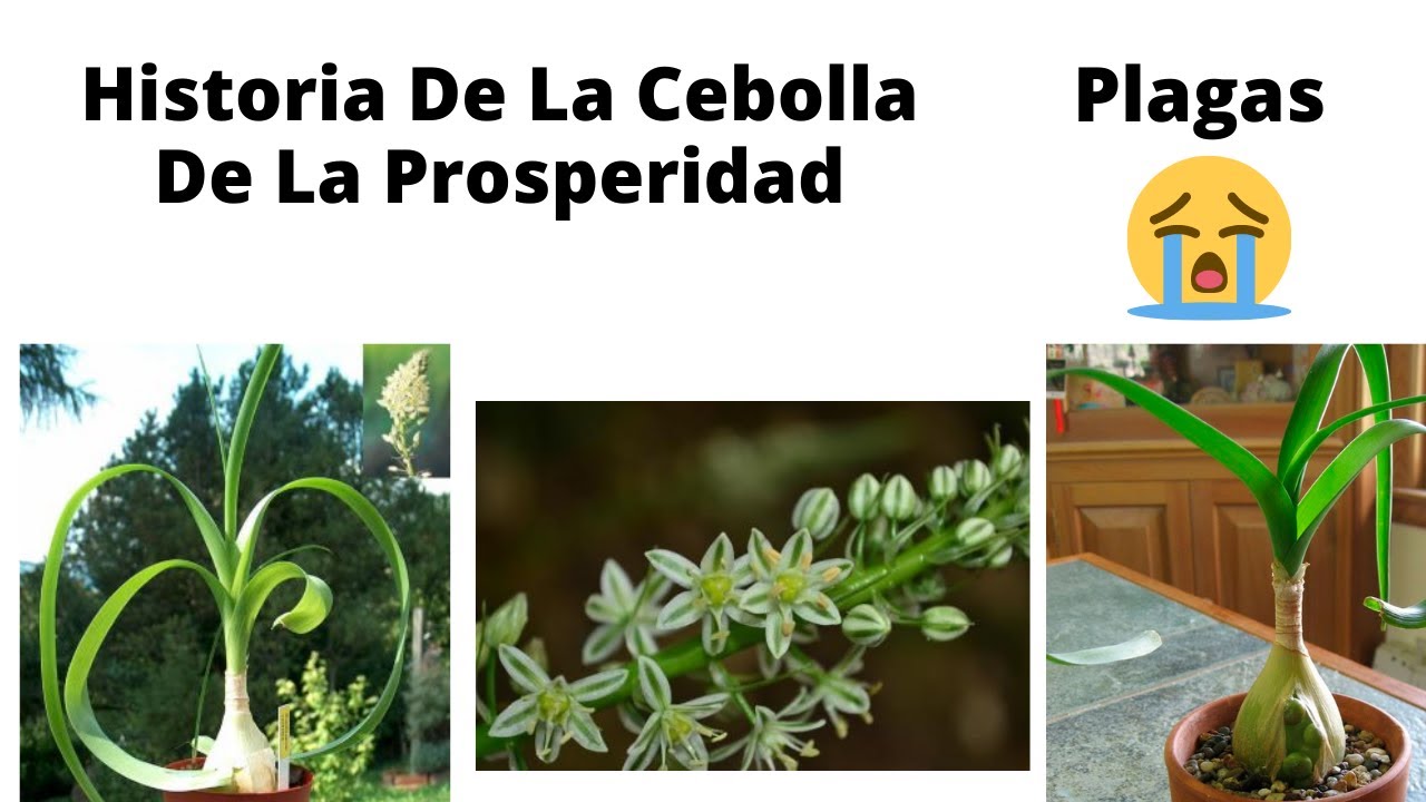 Historia De Las Plagas En La Cebolla De La Prosperidad