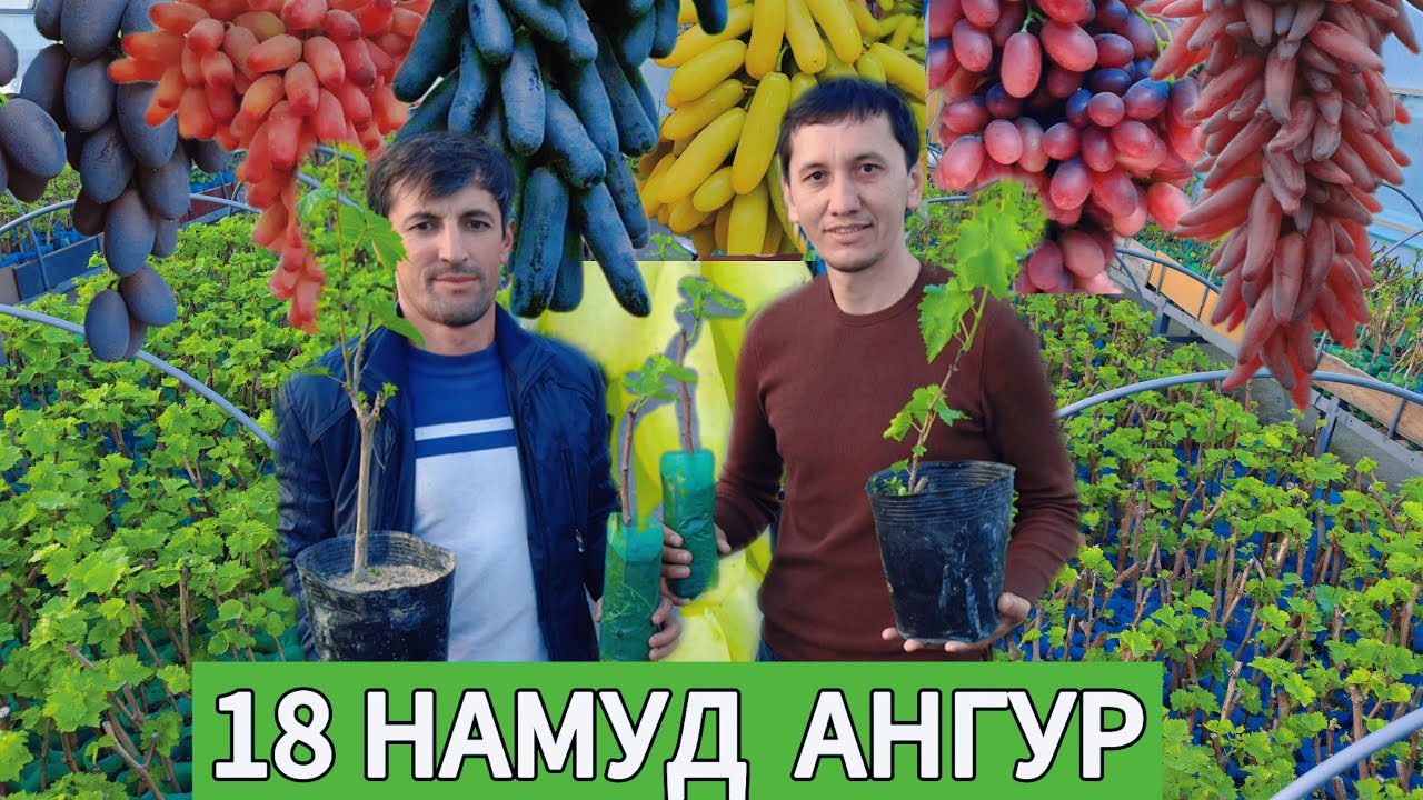 Ниҳолҳои ангур дар Хуҷанд / холо шумо ин сортҳоша надидагиен🤔