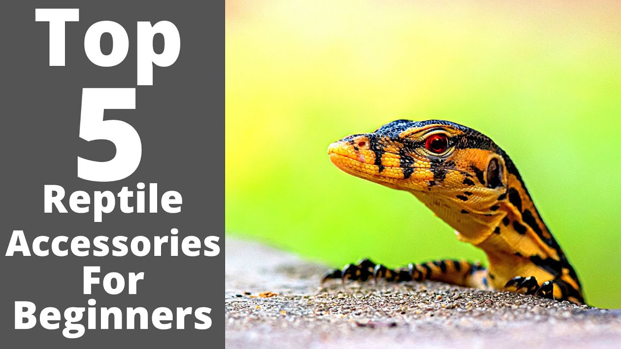 Top 5 Reptile Accessories For Beginners