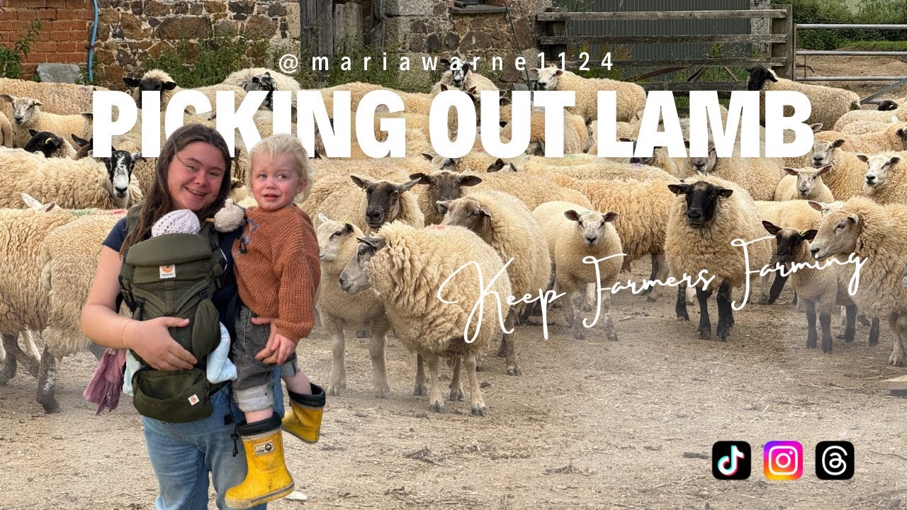 An afternoon spent picking out lambs