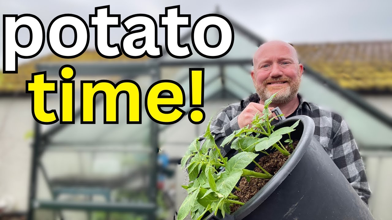 Growing Potatoes The Easy Way! First Earlies, Second Earlies & Main Crop