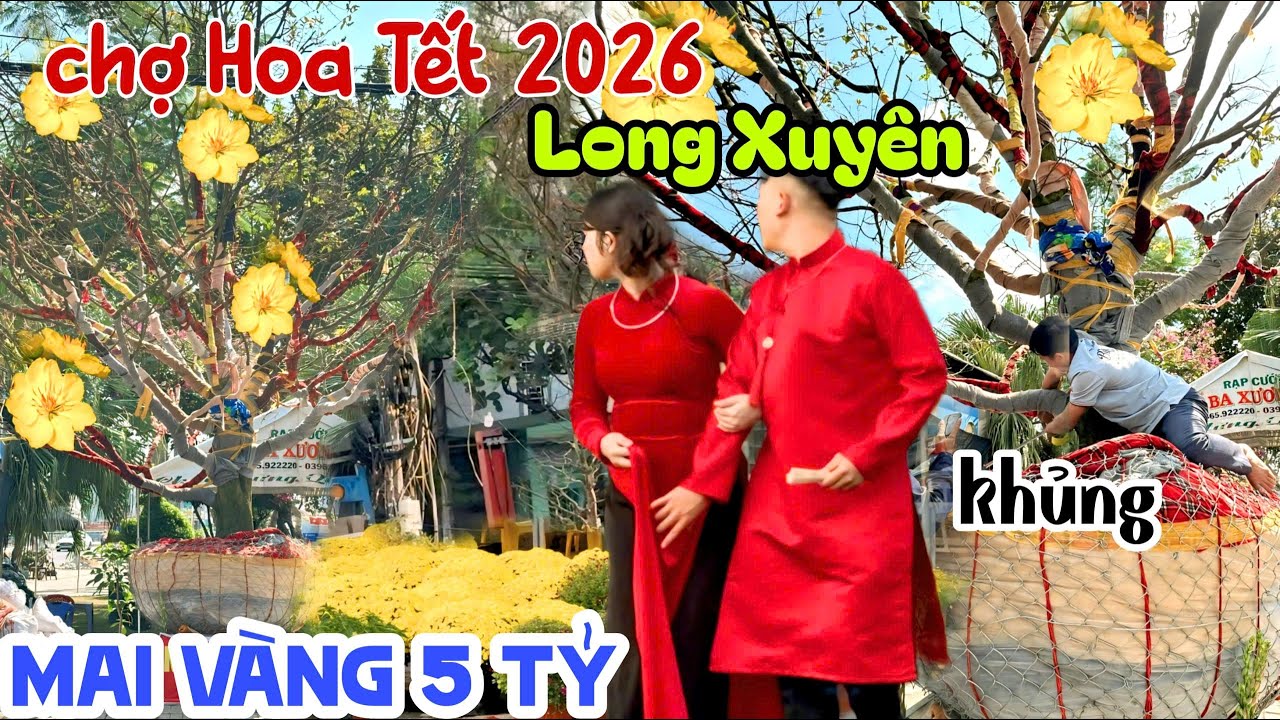 CHẤN ĐỘNG MAI VÀNG 5 TỶ ĐỔ BỘ CHỢ HOA TẾT LONG XUYÊN 2026 - RÁO RIẾT LẶT LÁ SIẾT CÀNH BÁN XUÂN KPVL