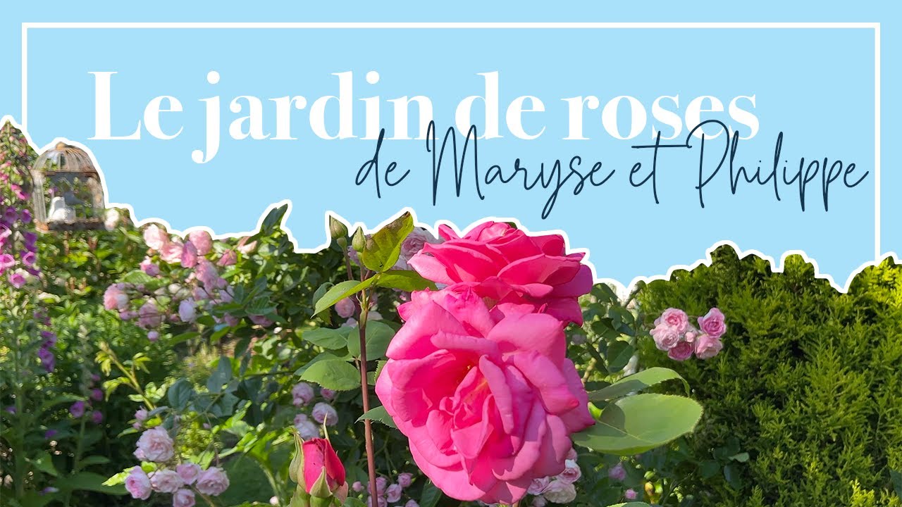 Un jardin de ROSIERS, coloré et exceptionnel: découvrez le jardin de Maryse et Philippe