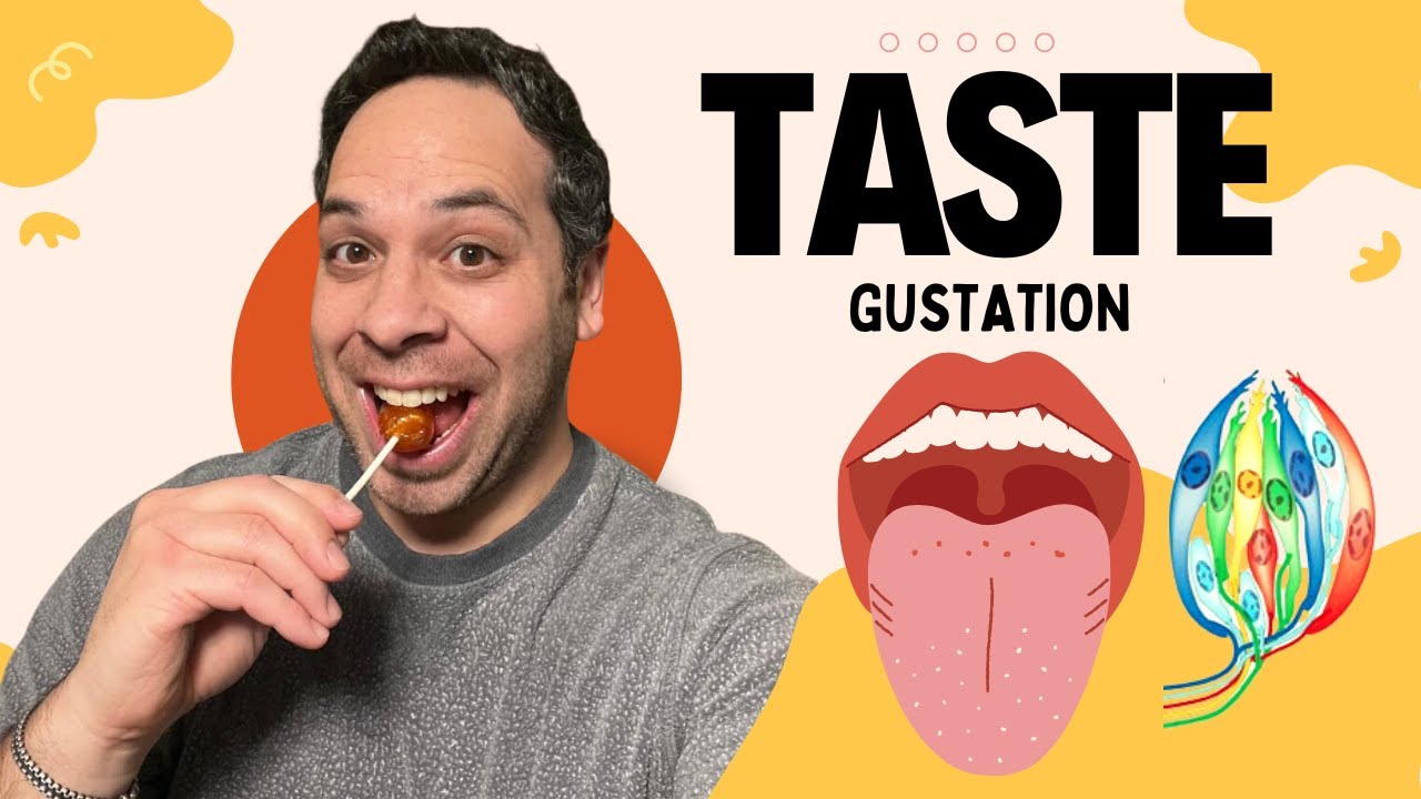 How Do We Taste? I Gustation
