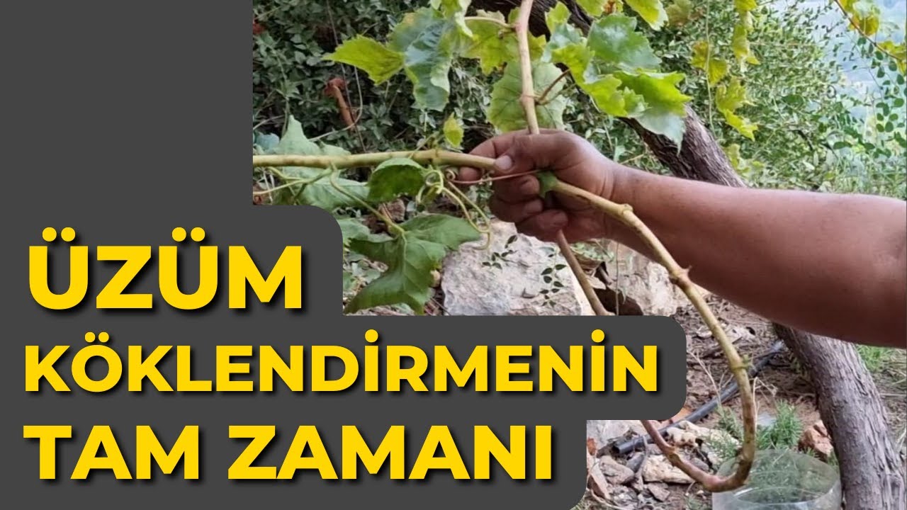 Üzüm Köklendirmenin Tam Zamanı  🍇  Sonbahar Üzüm Köklendirme |  Asma Köklendirme #tropikaltopraktv