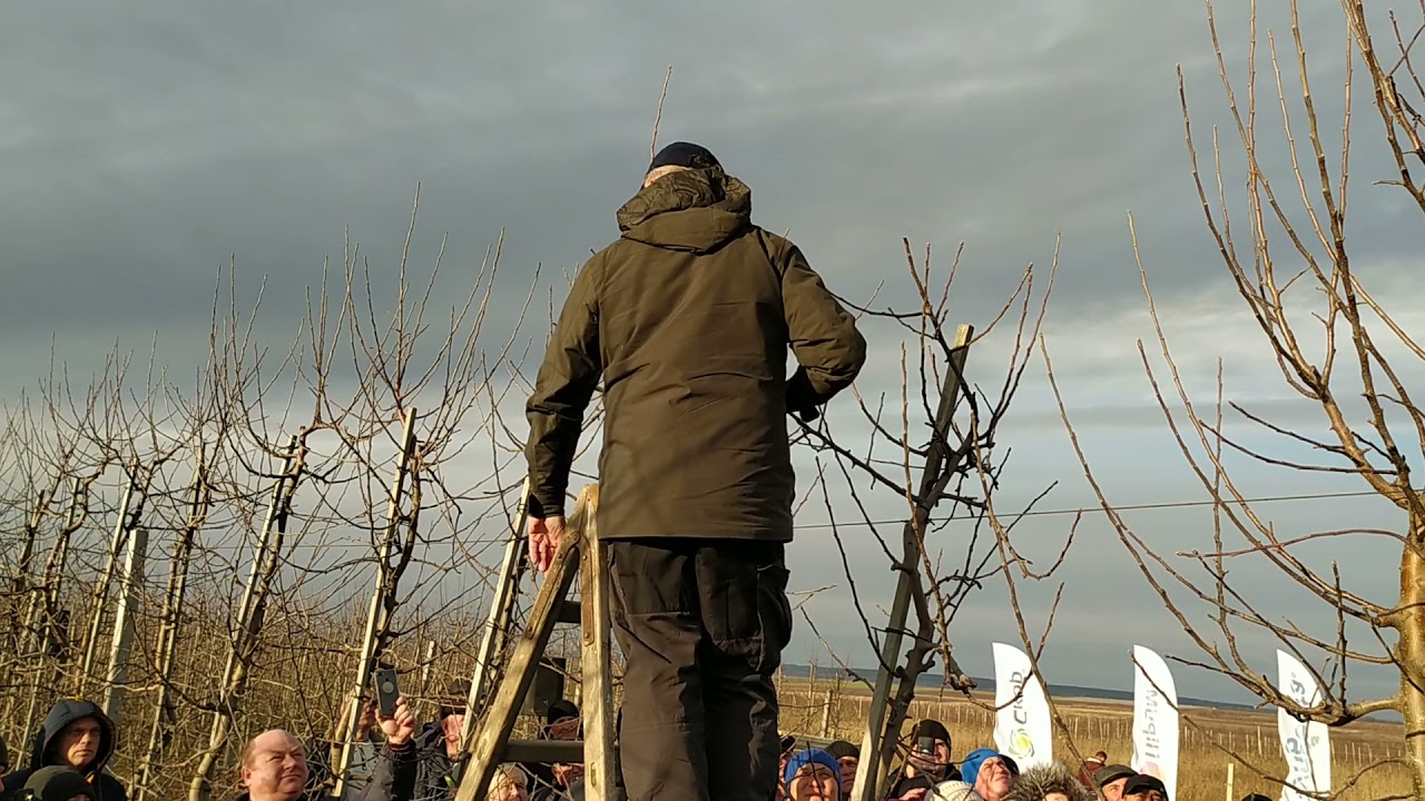 Обрізка яблуні від Нідерландського експерта на Буковині.