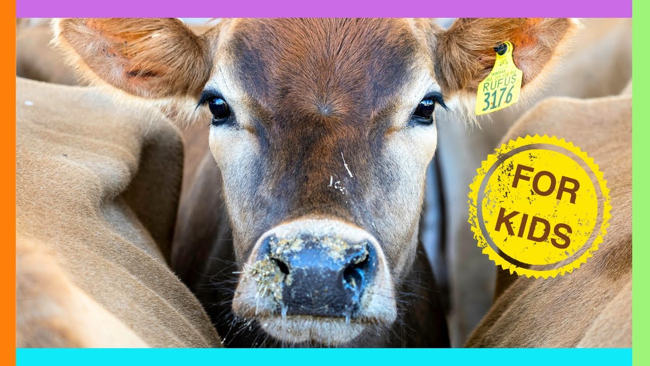 Farm Animals for Kids🐄 Learn about animals on the farm🐔 Educational Videos for Toddlers
