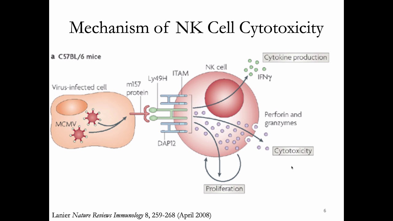 Immunology Fall 2019 Lecture 26: NK Cells