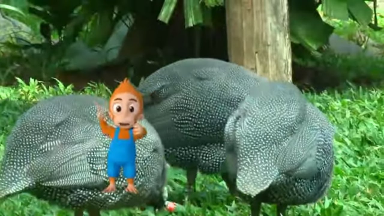 Ayam Mutiara Si Pemakan Segala Asal Benua Afrika | SI OTAN (17/02/22)