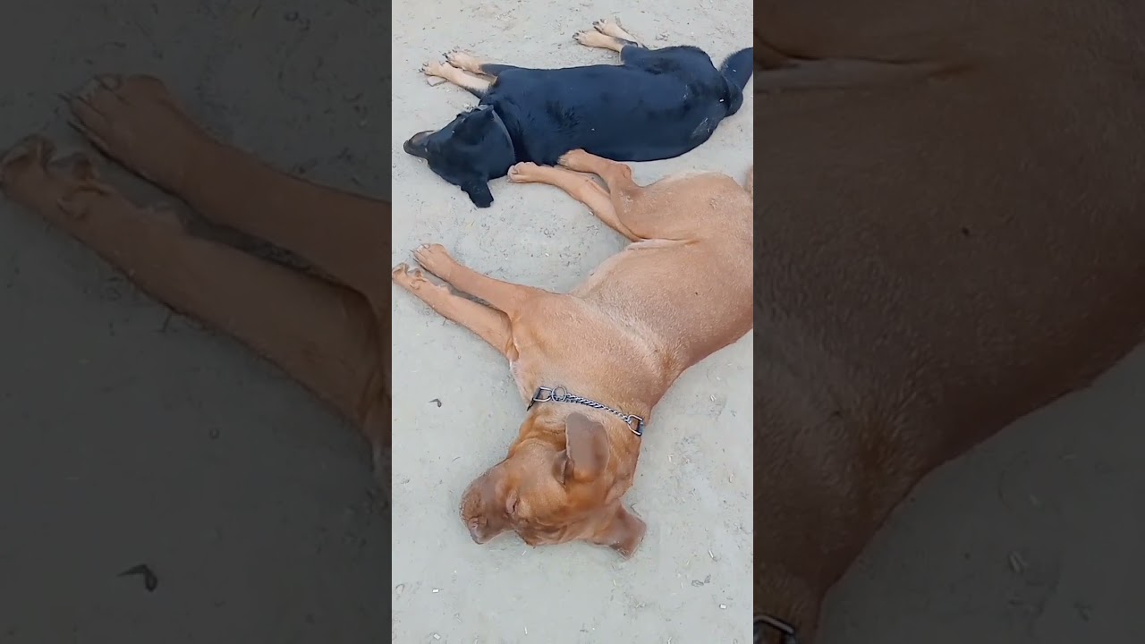 german shepherd dog & french mastiff dog 