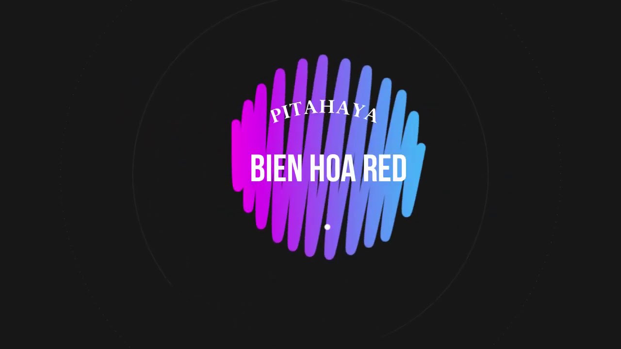 VAMOS A PROBAR LA PITAHAYA RIXFORD, BIEN HOA RED Y PURPUSII