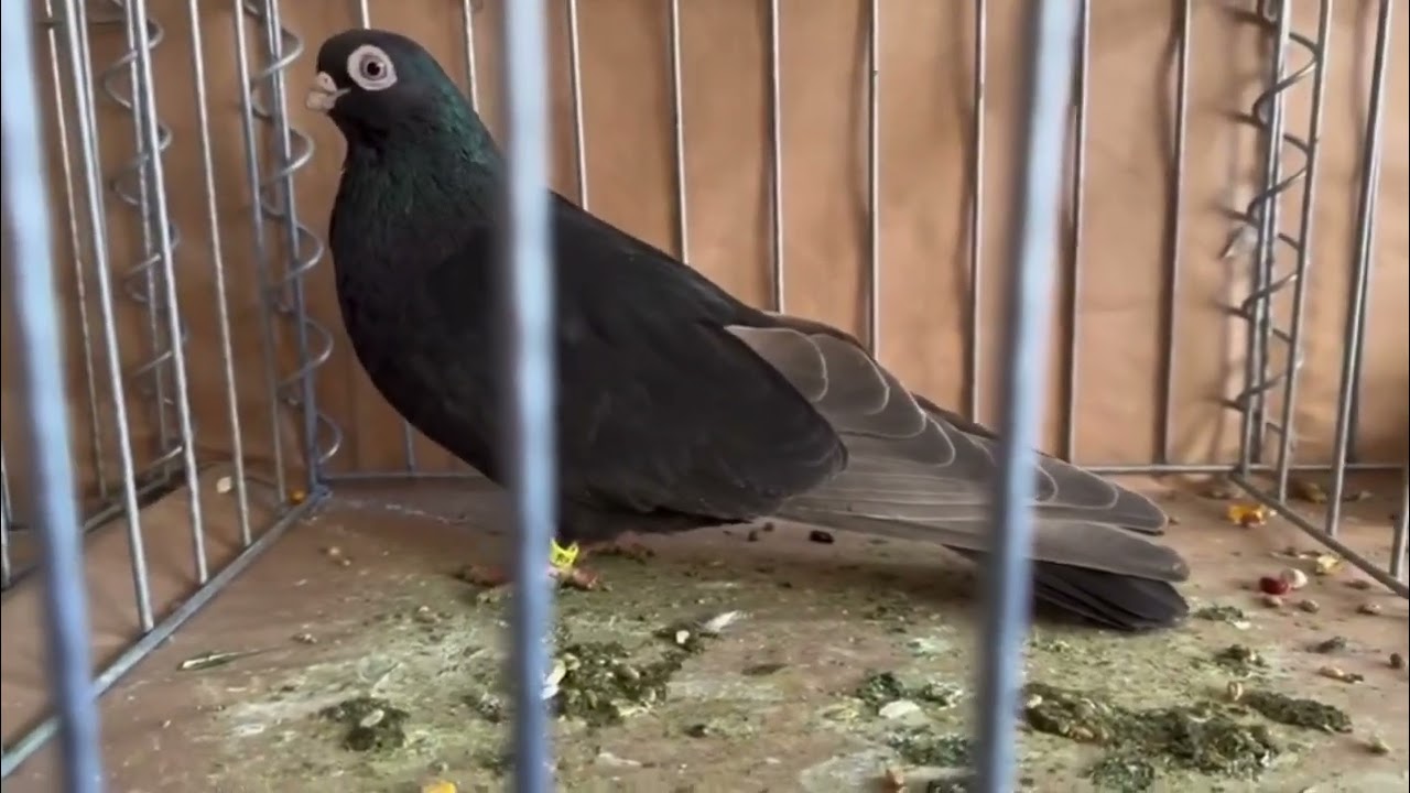 Pigeon KOSOVA. Kuti i Drenices, Panairi Nacional - 21 Janar  2024 . Pej