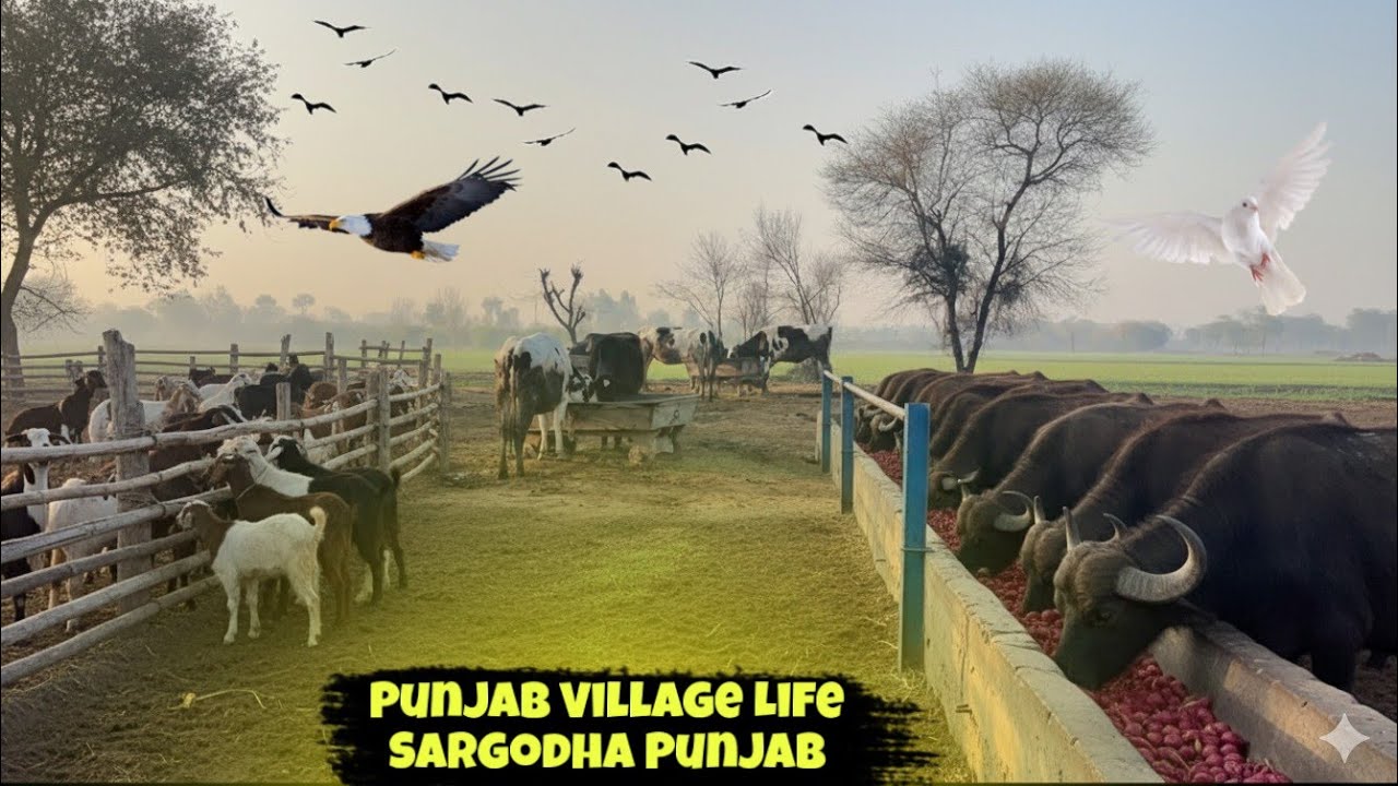 Real Village Life in Punjab Pakistan | Farms, Culture & Peaceful Living