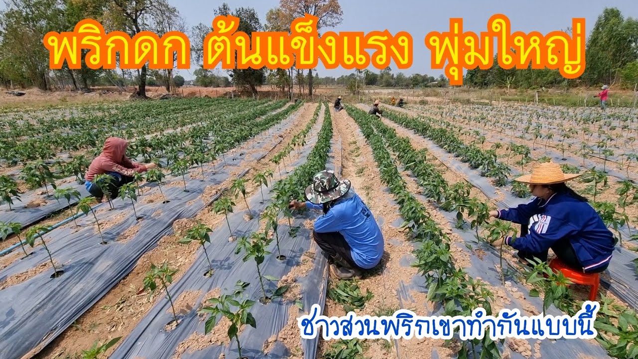 การทำสาวพริก หลายๆคนยังไม่รู้ แตกพุ่มใหญ่ พริกดก เก็บได้นาน