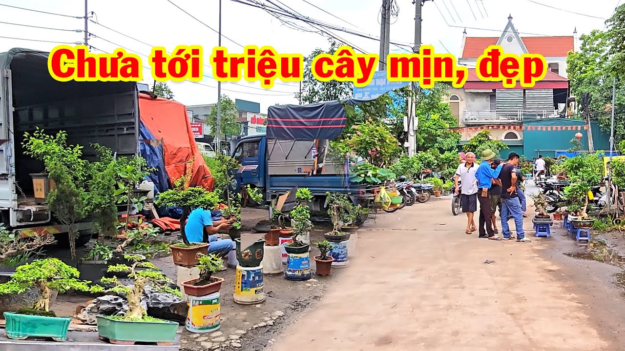 Chợ hôm nay gặp mấy anh bán cây rẻ, sanh nam điền, si, mai chiếu thủy, hoa giấy, linh sam