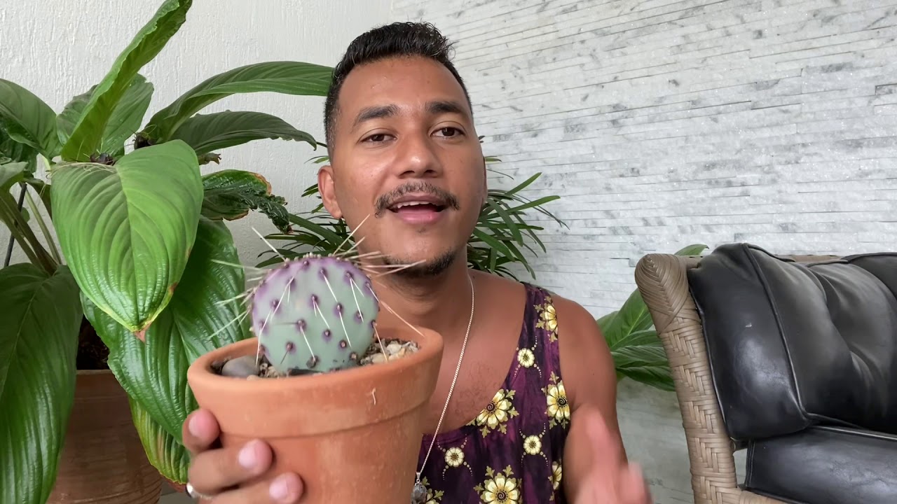 DESAFIO: As minhas 10 plantas favorita