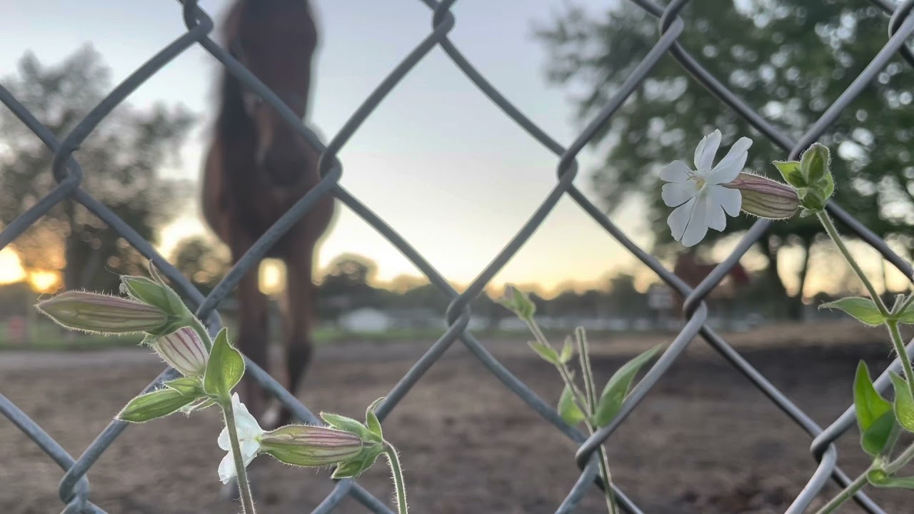 Life on the Farm - Montage Project