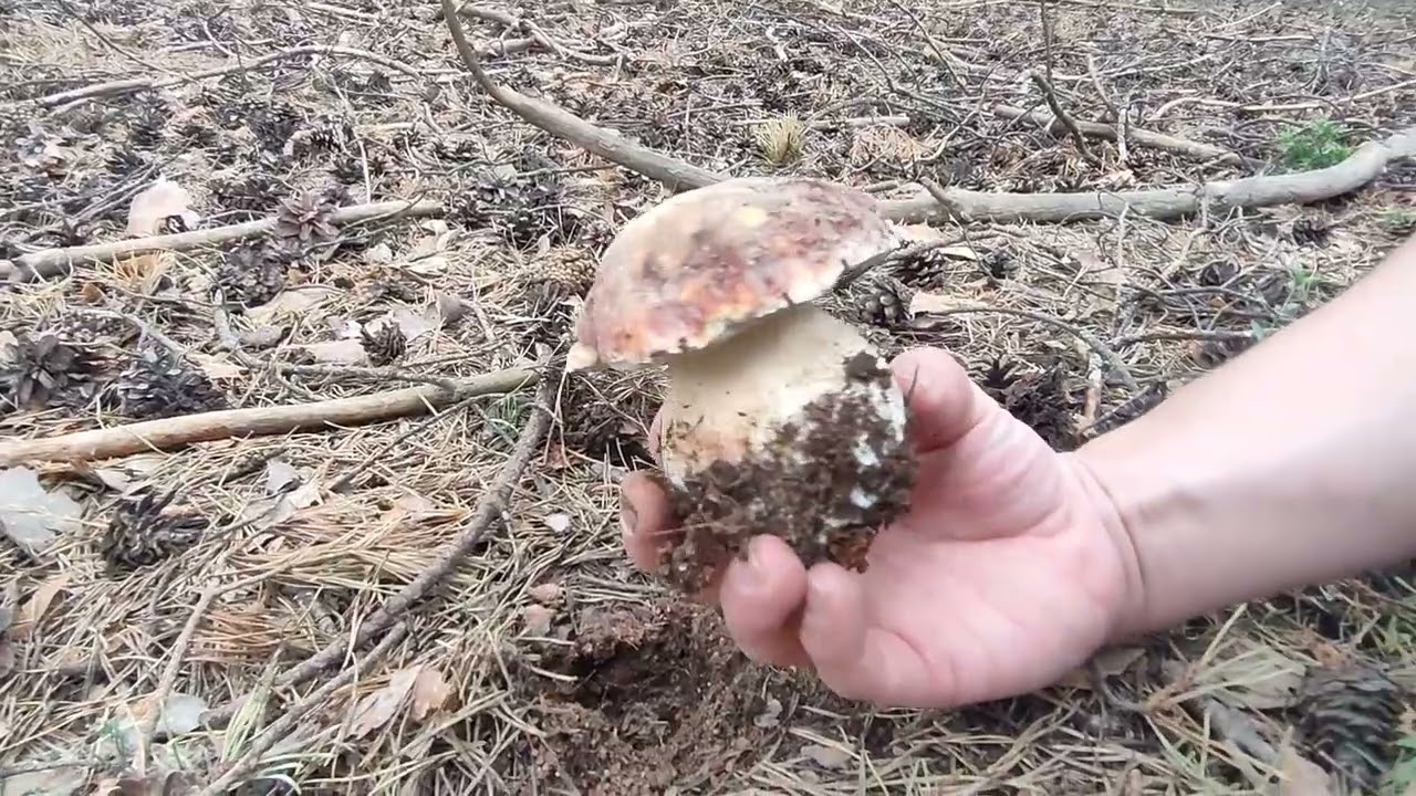 BOLETUS PINOPHILUS (PINICOLA)  MADRID 22/5/2022.