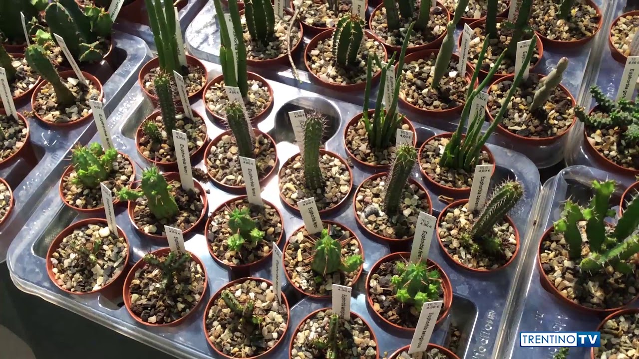 MOSTRA EUROCACTUS 2016