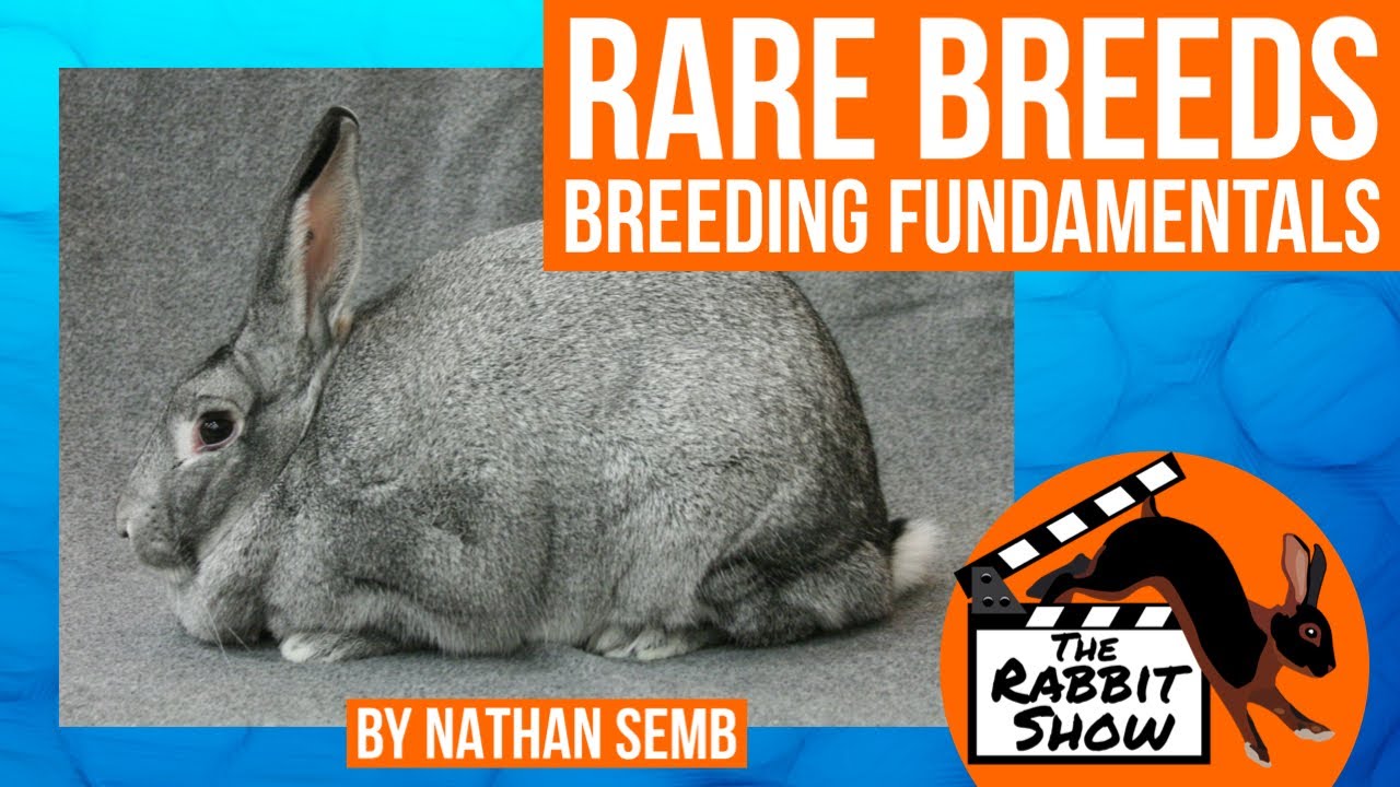 Rare Breeds Breeding Fundamentals by Nathan Semb, National Best of Breed Breeder