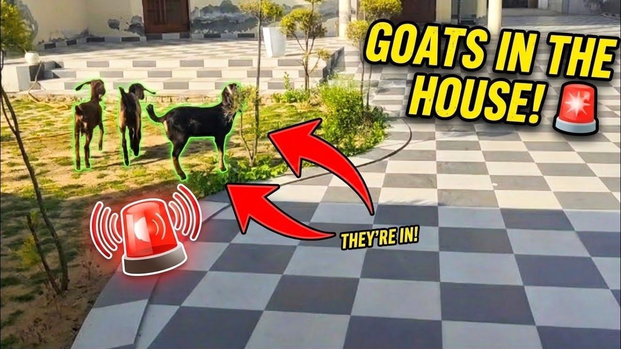 GOATS IN THE HOUSE! 🚨 😲