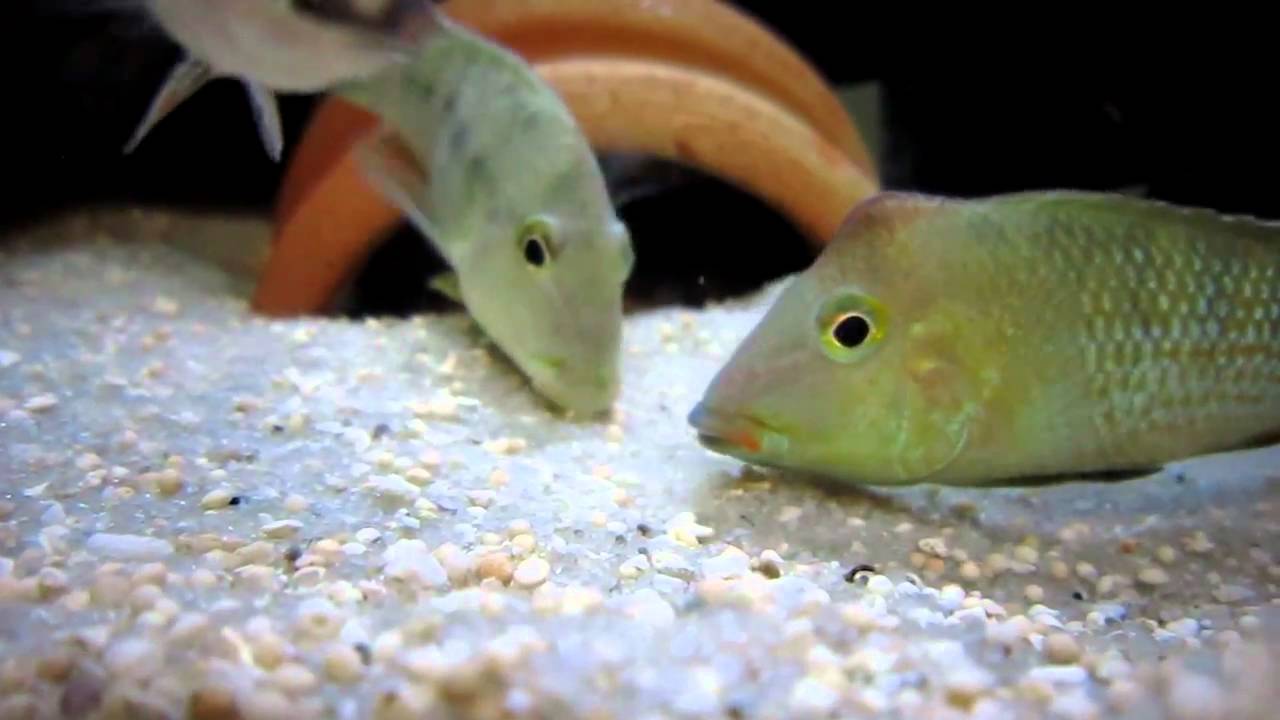 'geophagus' steindachneri WILD breeding