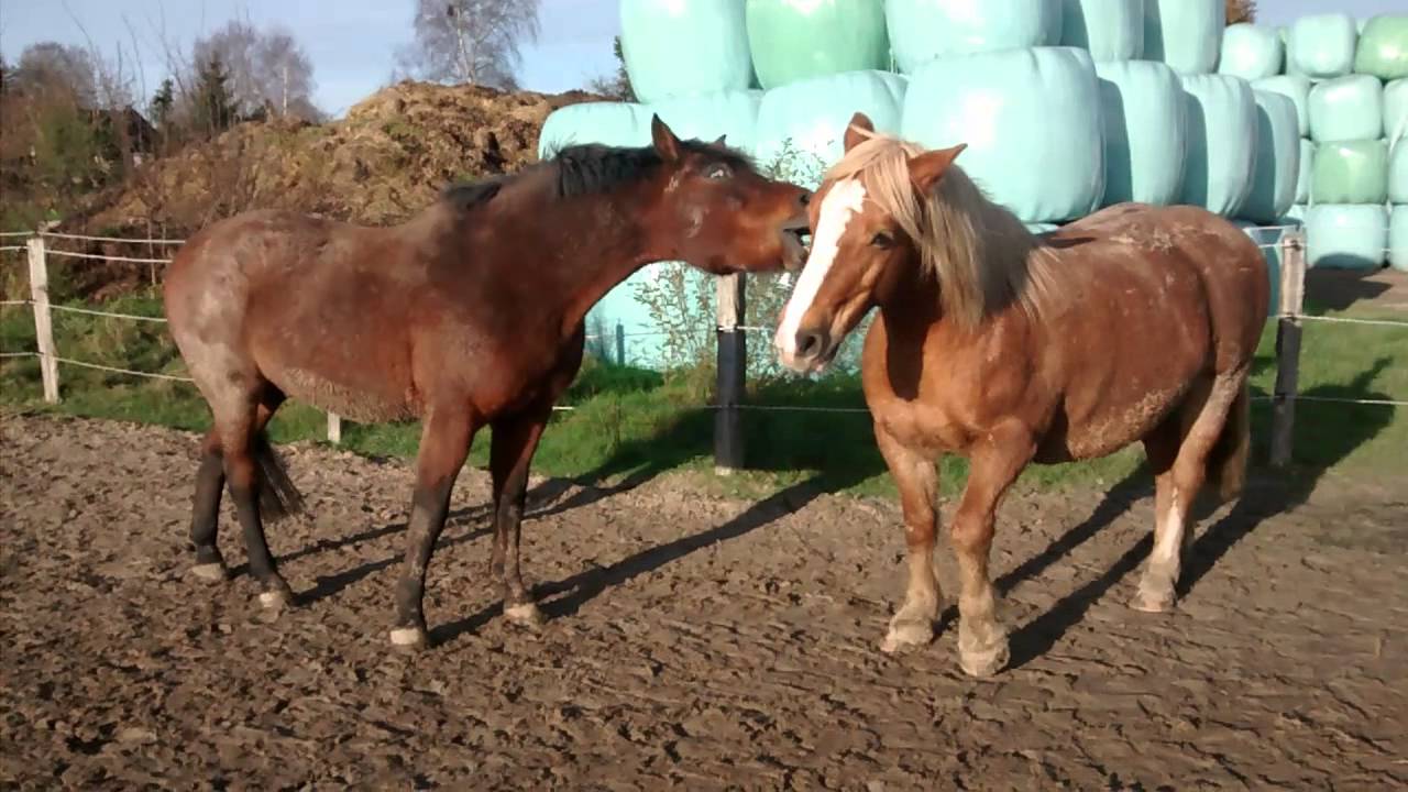 Mäxchen und Nino