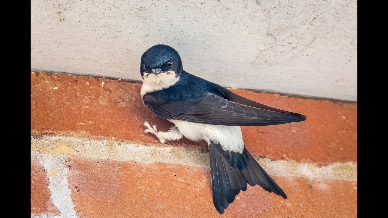 House Martins Unveiled: Exploring the Lives of These Agile Aerial Acrobats