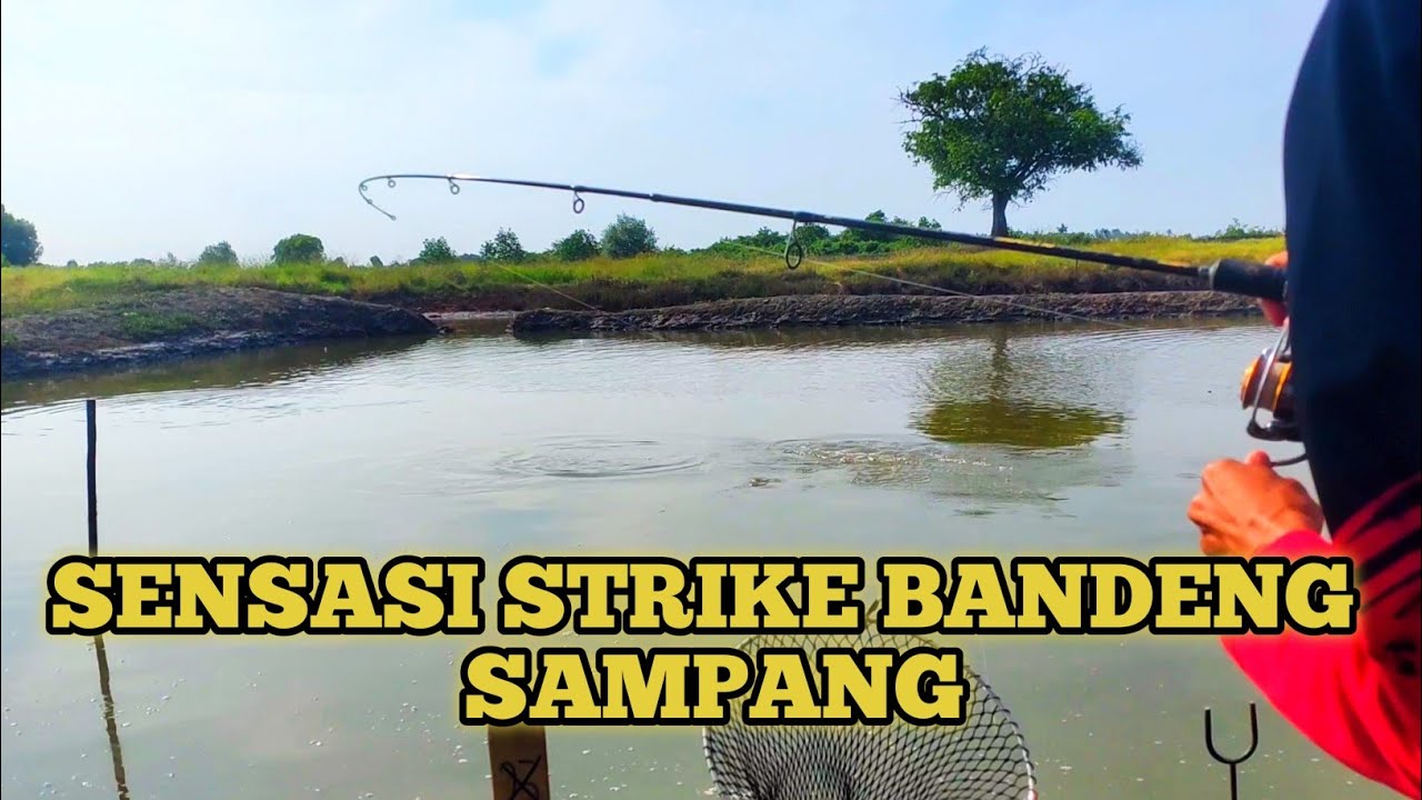 Full Strike...!! Mancing Bandeng Spot Sampang Susukan Pontang