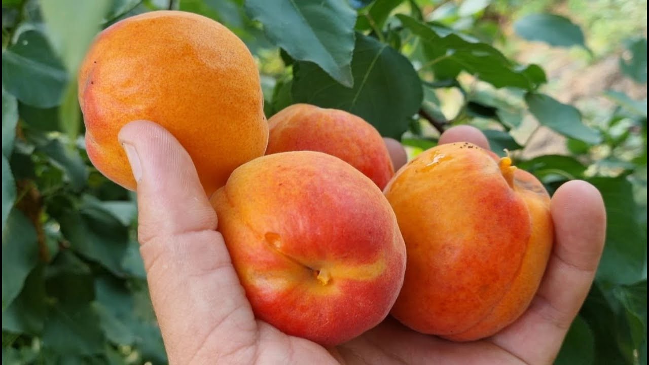 Абрикос АНЕГАТ 🍑 — пізній, великий і надзвичайно солодкий сорт! Ідеальний для вашого саду 🌳