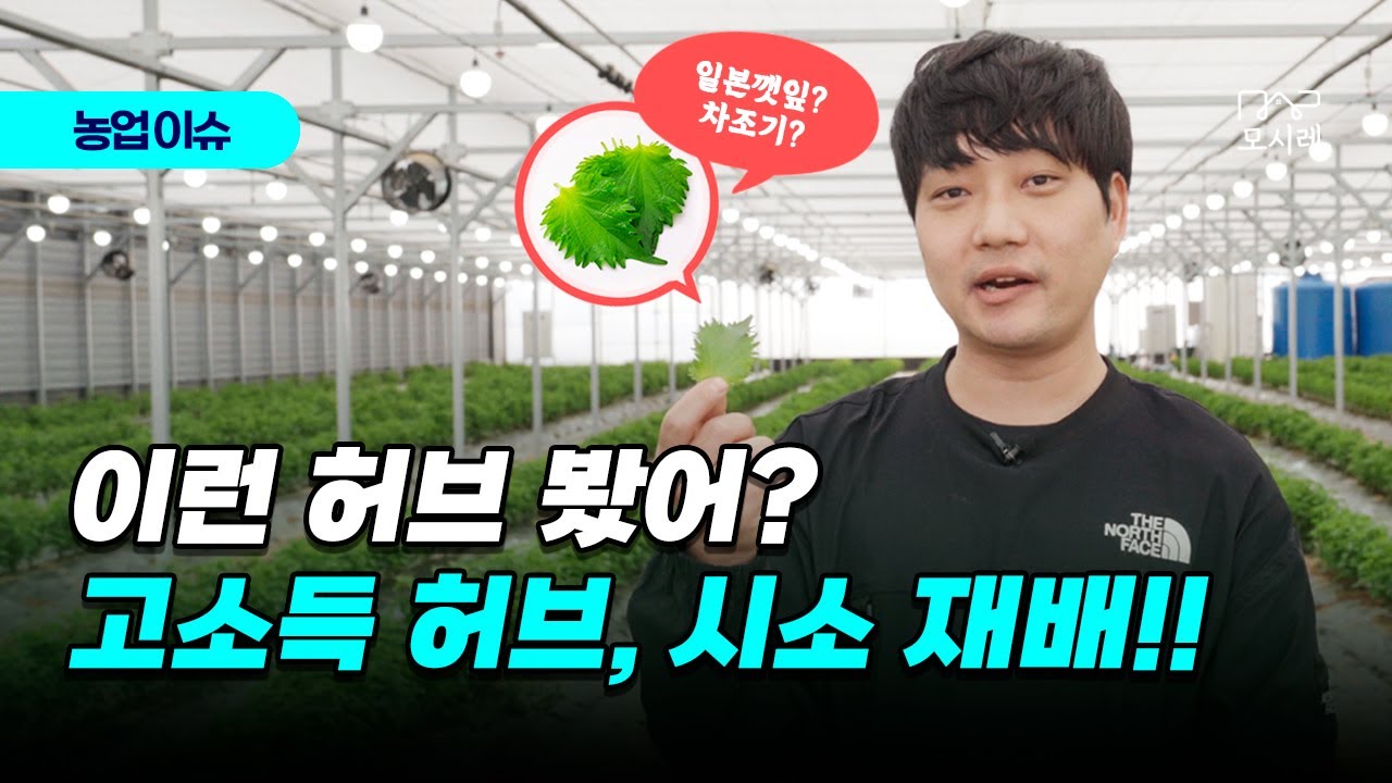 고소득 작물 허브! 🌿시소 재배! 수요UP 차조기라고 불리고 한국에서 일본깻잎입니다