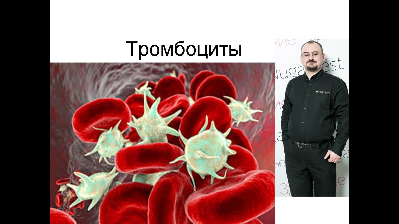 Тромбоциты – их происхождение и функция