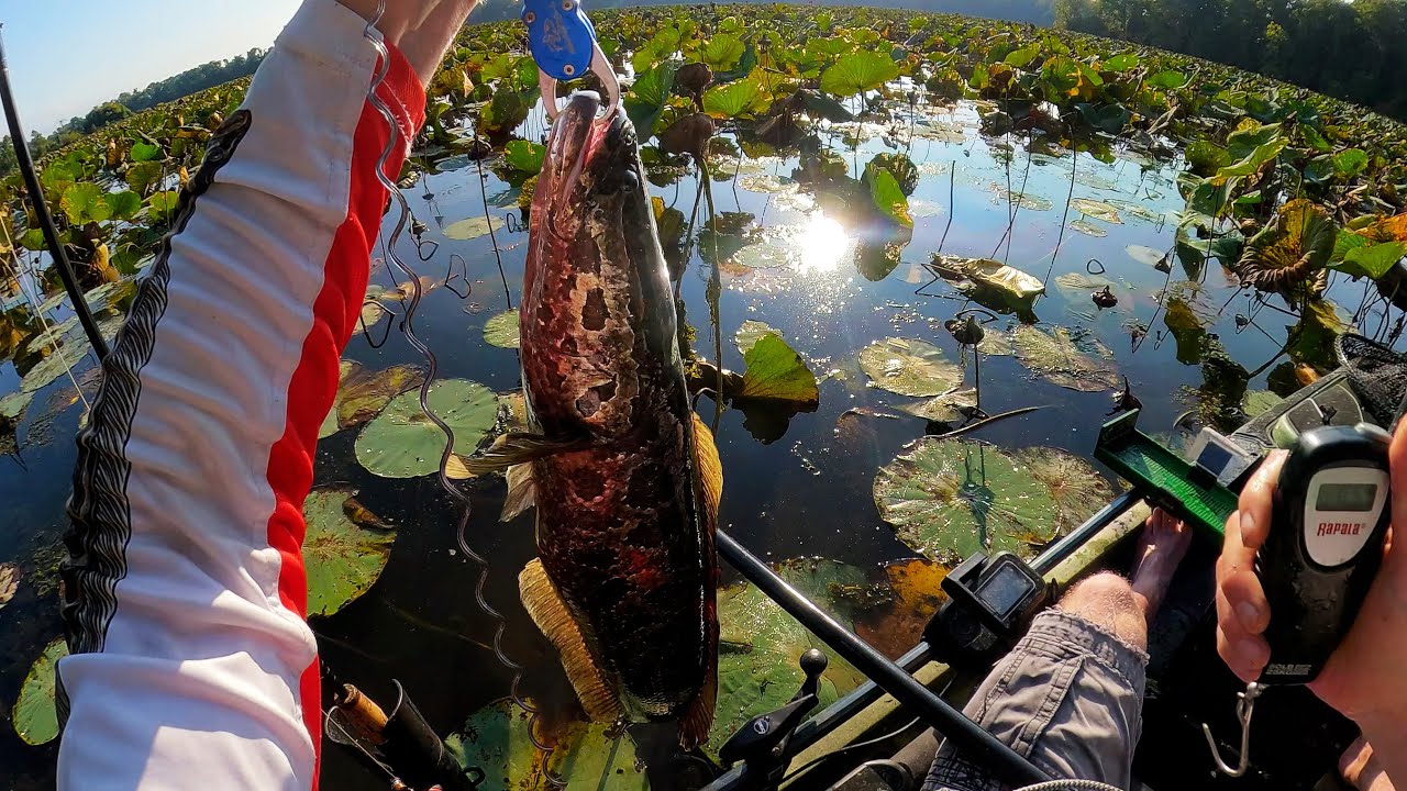 Snakehead in the "Jungle" 🎣 Fishing Pad Field Forests for BIG Snakehead 🐉