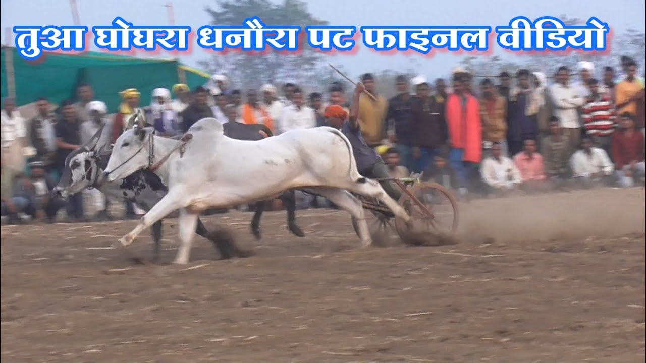 बैलजोड़ी दौड़ पट प्रतियोगिता तुआ घोघरा धनौरा जिला सिवनी फाइनल वीडियो