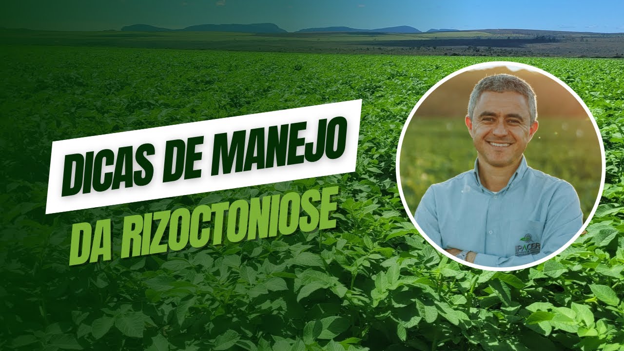 Dicas de manejo da Rizoctoniose